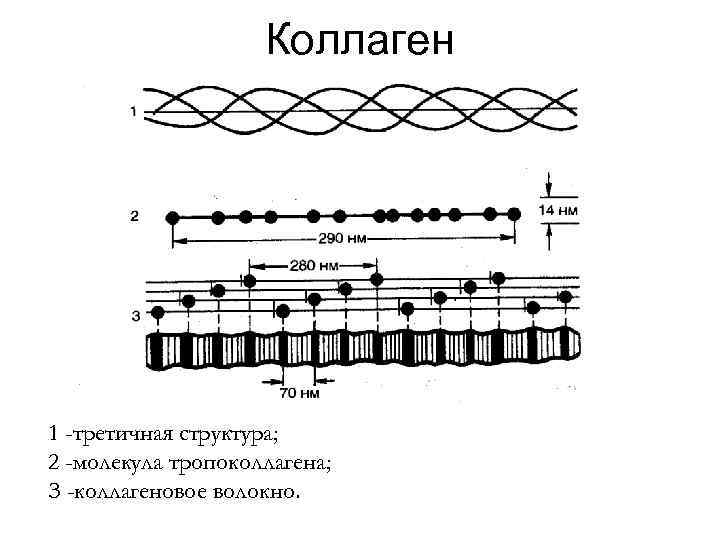 Коллаген 1 -третичная структура; 2 -молекула тропоколлагена; З -коллагеновое волокно. 