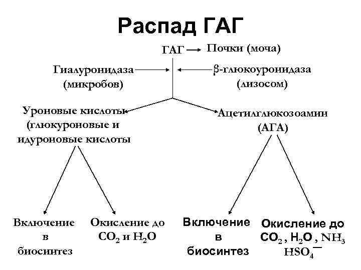 Схема катаболизма гликозаминогликанов