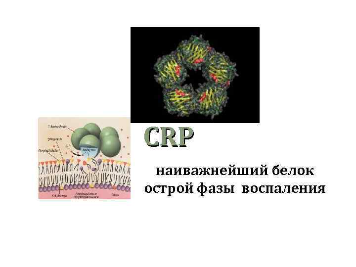 CRP наиважнейший белок острой фазы воспаления 