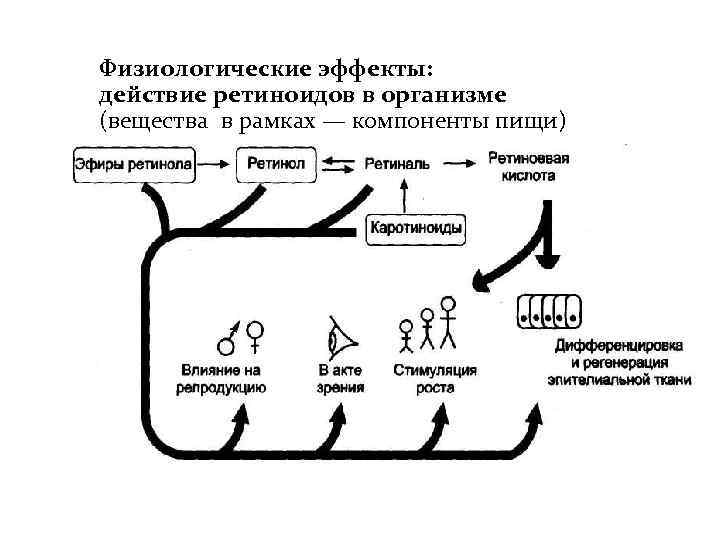 Физиологические эффекты: действие ретиноидов в организме (вещества в рамках — компоненты пищи) 