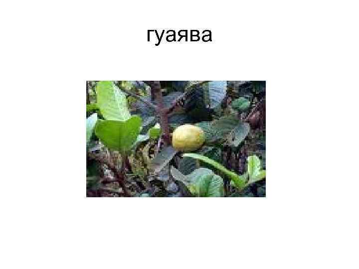 гуаява 