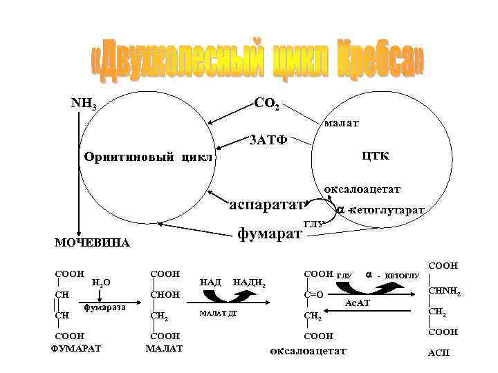 Орнитиновый цикл схема