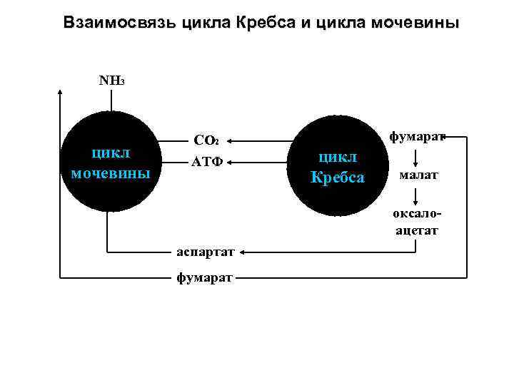 Взаимосвязь цикла Кребса и цикла мочевины NH 3 цикл мочевины СО 2 АТФ фумарат
