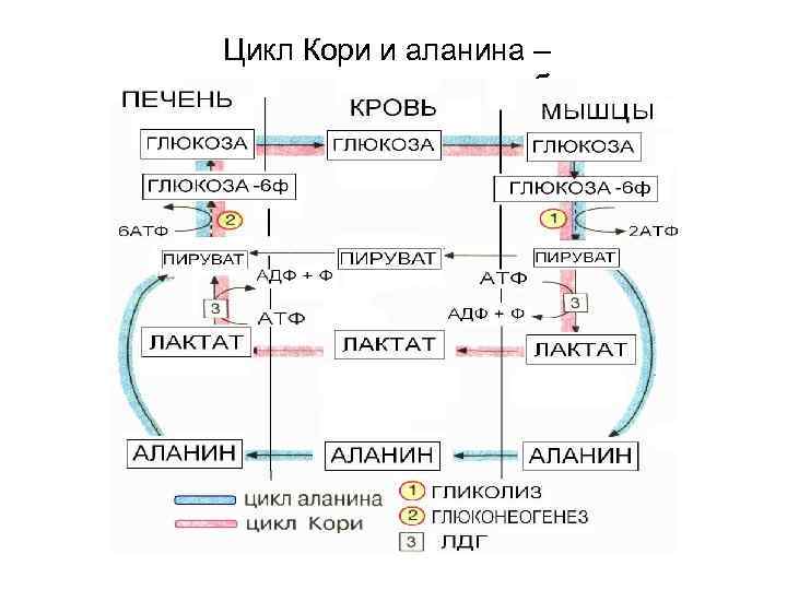 Цикл Кори и аланина – межорганная интеграция обмена 