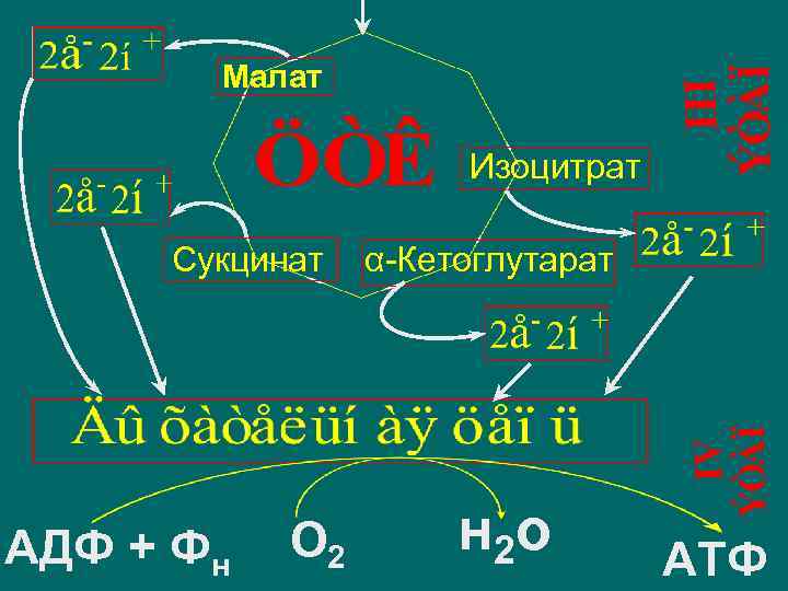Малат Изоцитрат Сукцинат АДФ + Фн О 2 α-Кетоглутарат н 2 о АТФ 