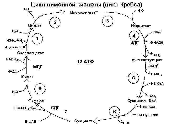 Н 2 О Цикл лимонной кислоты (цикл Кребса) Н 2 О Цис-аконитат Цитрат 3