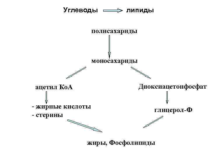 Классификация липидов схема