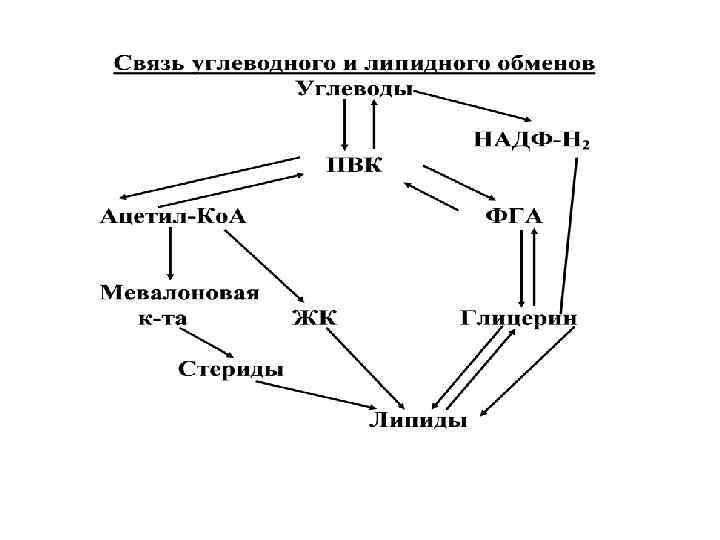 Схемы белкового жирового углеводного обменов