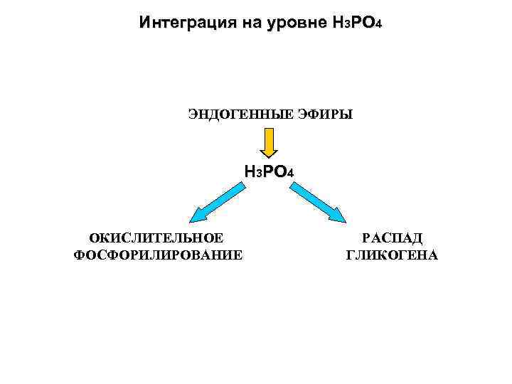 Интеграция на уровне Н 3 РО 4 ЭНДОГЕННЫЕ ЭФИРЫ Н 3 РО 4 ОКИСЛИТЕЛЬНОЕ