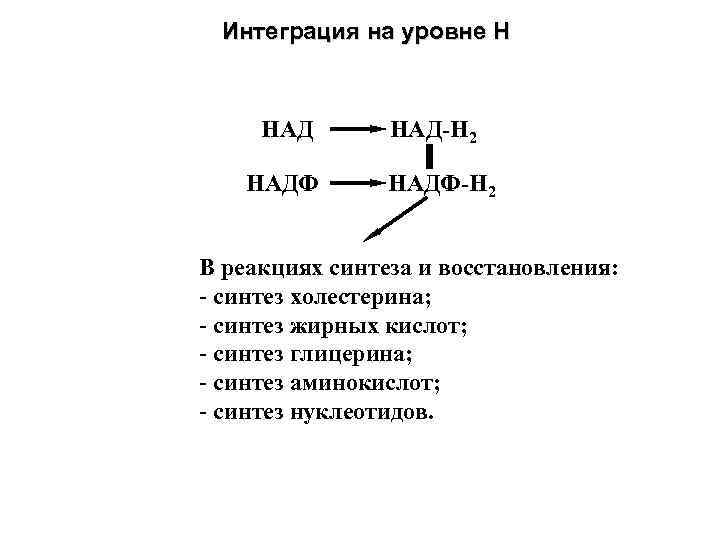 Интеграция на уровне Н НАДФ НАД-Н 2 НАДФ-Н 2 В реакциях синтеза и восстановления: