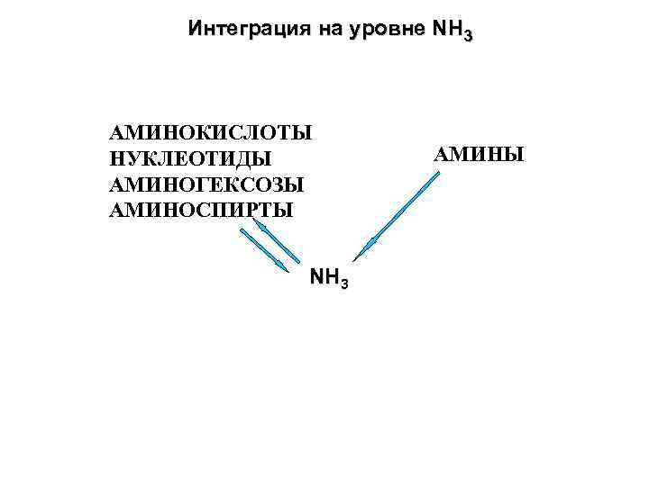 Интеграция на уровне NН 3 АМИНОКИСЛОТЫ НУКЛЕОТИДЫ АМИНОГЕКСОЗЫ АМИНОСПИРТЫ NН 3 АМИНЫ 