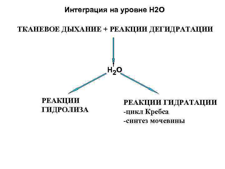 Интеграция на уровне Н 2 О ТКАНЕВОЕ ДЫХАНИЕ + РЕАКЦИИ ДЕГИДРАТАЦИИ Н 2 О