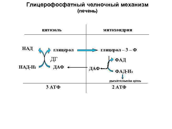 Схемы челночных механизмов биохимия