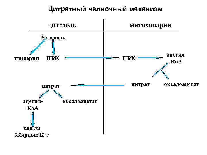 Схемы челночных механизмов биохимия