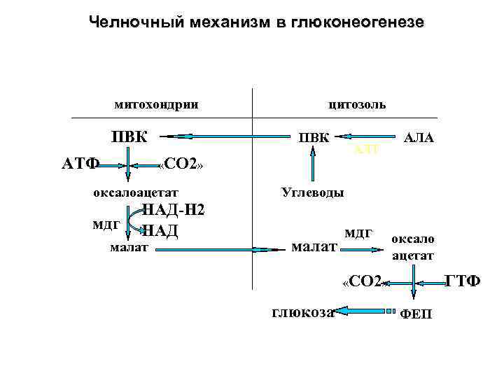 Схемы челночных механизмов биохимия