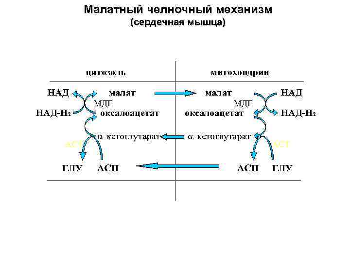 Схема глицерофосфатного челночного механизма