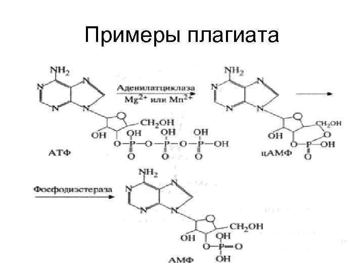 Примеры плагиата 