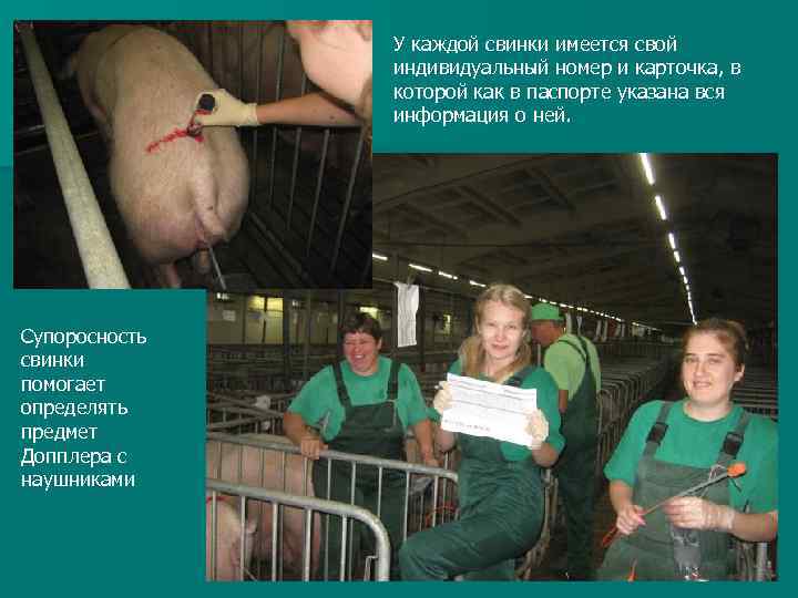 У каждой свинки имеется свой индивидуальный номер и карточка, в которой как в паспорте