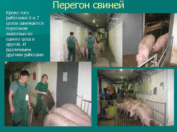Кроме того работники 6 и 7 цехов занимаются перегоном животных из одного цеха в