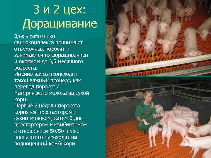 3 и 2 цех: Доращивание Здесь работники свинокомплекса принимают отъемочных поросят и занимаются их