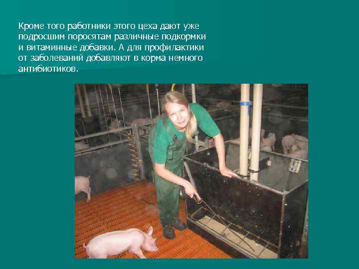 Кроме того работники этого цеха дают уже подросшим поросятам различные подкормки и витаминные добавки.
