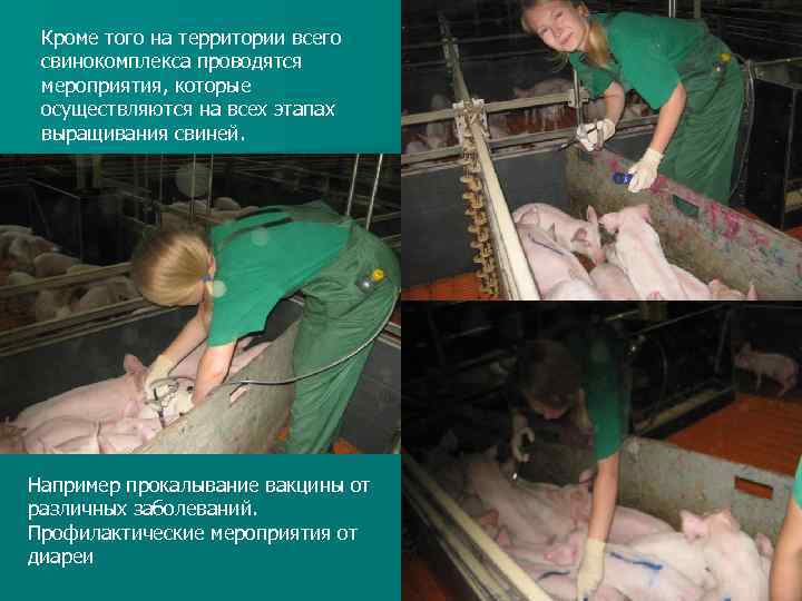 Кроме того на территории всего свинокомплекса проводятся мероприятия, которые осуществляются на всех этапах выращивания