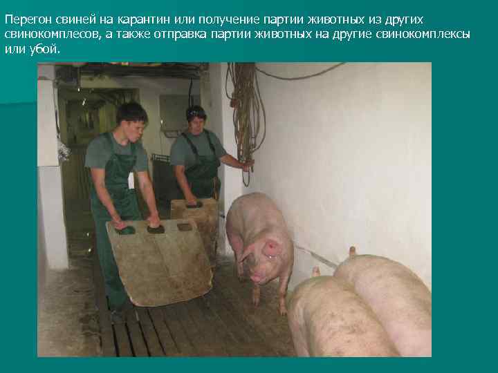 Перегон свиней на карантин или получение партии животных из других свинокомплесов, а также отправка