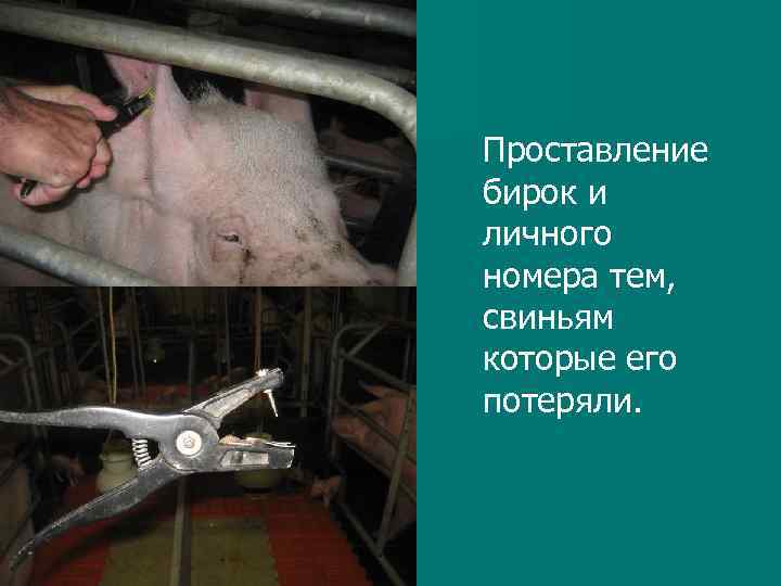 Проставление бирок и личного номера тем, свиньям которые его потеряли. 