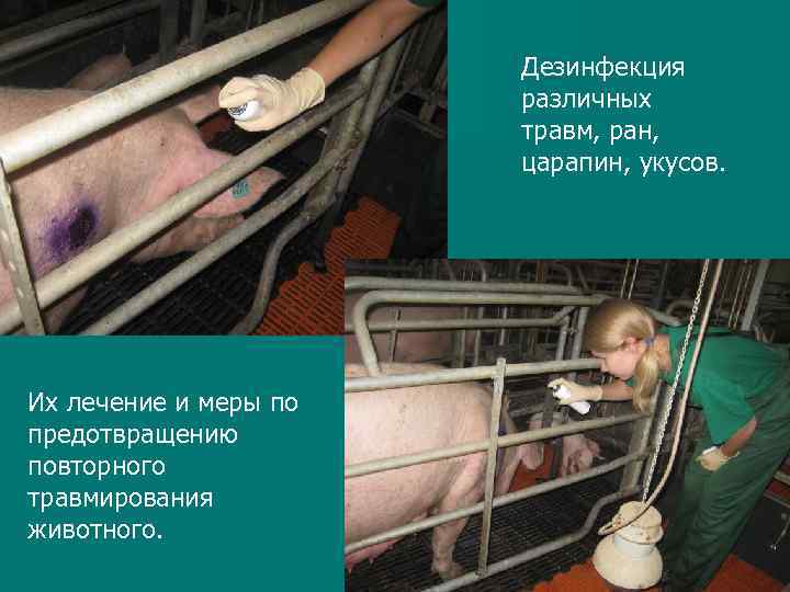 Дезинфекция различных травм, ран, царапин, укусов. Их лечение и меры по предотвращению повторного травмирования