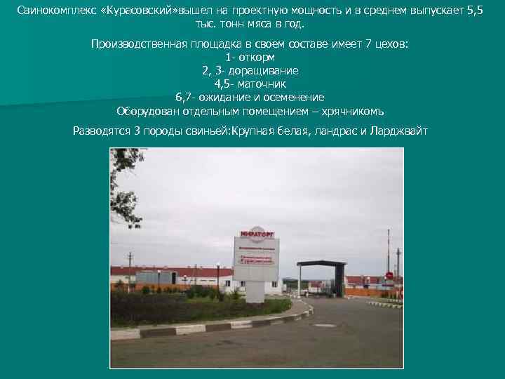 Свинокомплекс «Курасовский» вышел на проектную мощность и в среднем выпускает 5, 5 тыс. тонн