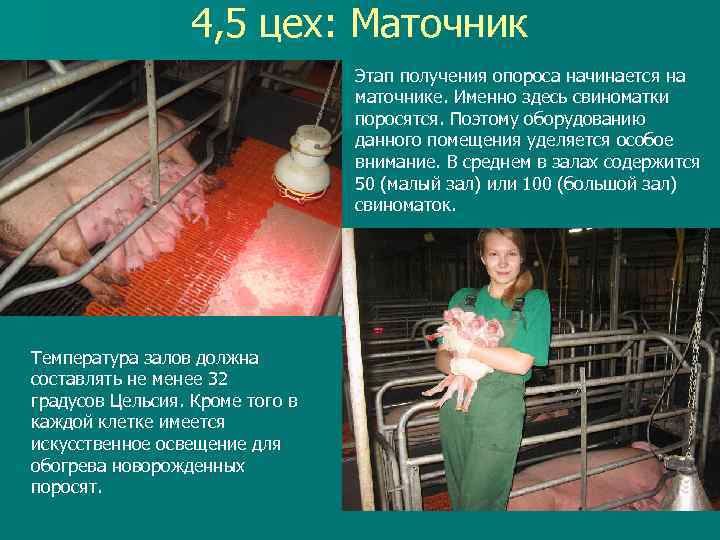 4, 5 цех: Маточник Этап получения опороса начинается на маточнике. Именно здесь свиноматки поросятся.