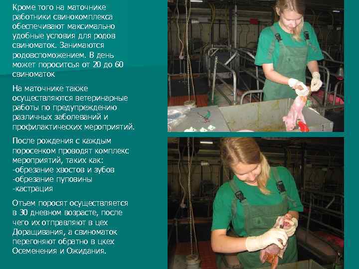 Кроме того на маточнике работники свинокомплекса обеспечивают максимально удобные условия для родов свиноматок. Занимаются