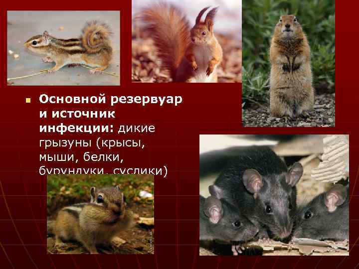 n Основной резервуар и источник инфекции: дикие грызуны (крысы, мыши, белки, бурундуки, суслики) 