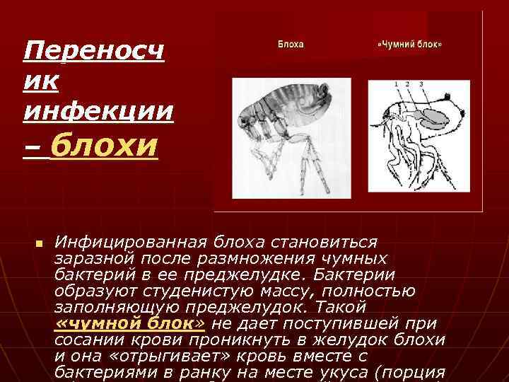Переносч ик инфекции – блохи n Инфицированная блоха становиться заразной после размножения чумных бактерий