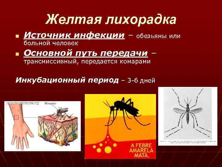 Желтая лихорадка n Источник инфекции – обезьяны или n Основной путь передачи – больной