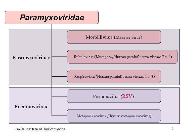 Paramyxoviridae Morbillivirus (Measles virus) Paramyxovirinae Rubulavirus (Mumps v. , Human parainfluenza viruses 2 и