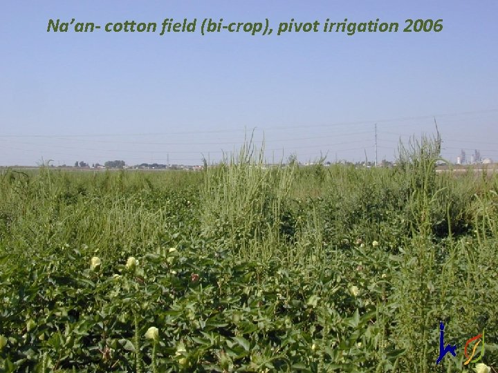 Na’an- cotton field (bi-crop), pivot irrigation 2006 