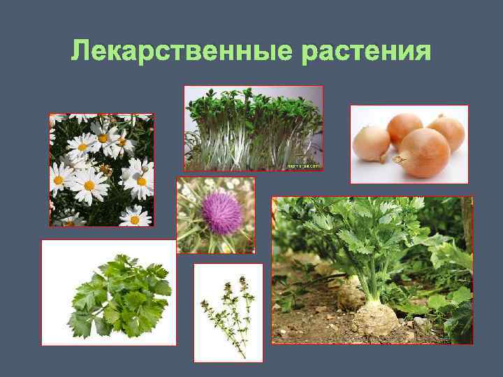 Лекарственные растения 