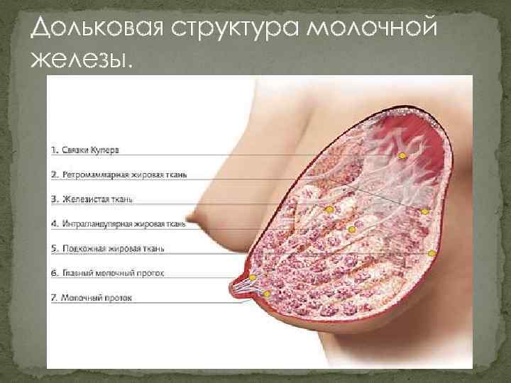 Дольковая структура молочной железы. 