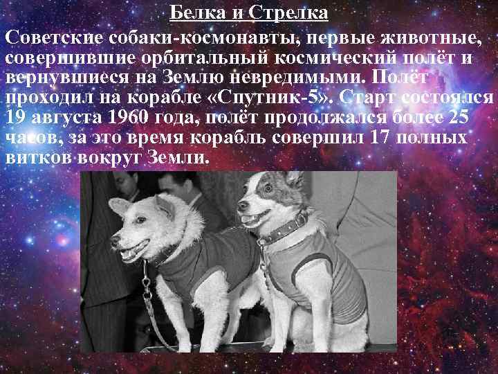 Белка и Стрелка Советские собаки-космонавты, первые животные, совершившие орбитальный космический полёт и вернувшиеся на