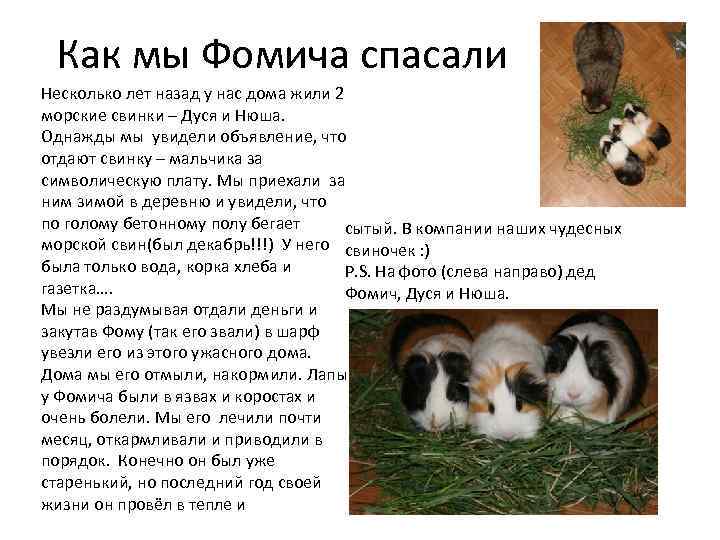 Как мы Фомича спасали Несколько лет назад у нас дома жили 2 морские свинки