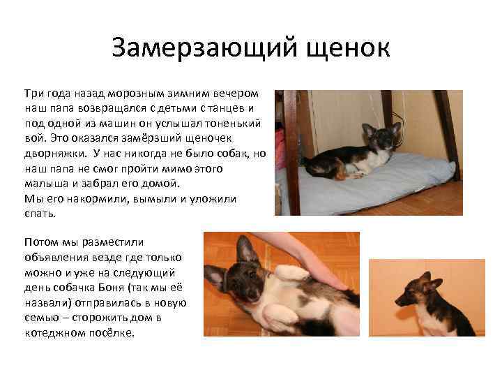 Замерзающий щенок Три года назад морозным зимним вечером наш папа возвращался с детьми с