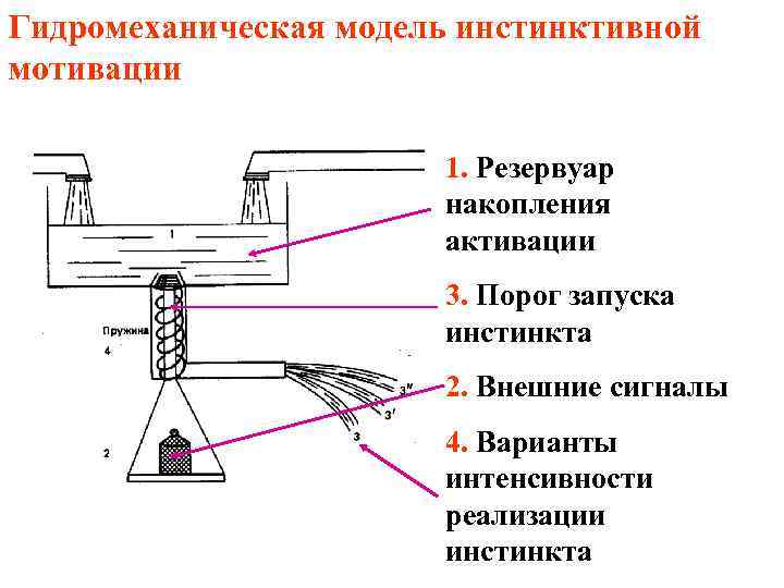 Гидромеханическая модель инстинктивной мотивации 1. Резервуар накопления активации 3. Порог запуска инстинкта 2. Внешние