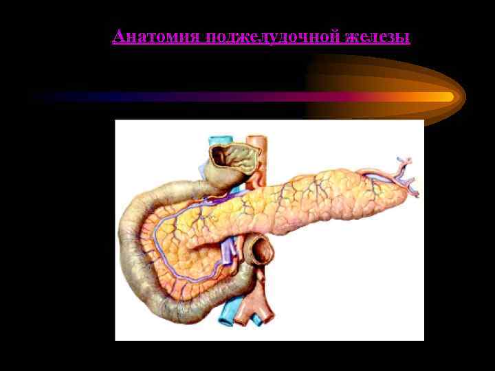 Анатомия поджелудочной железы 