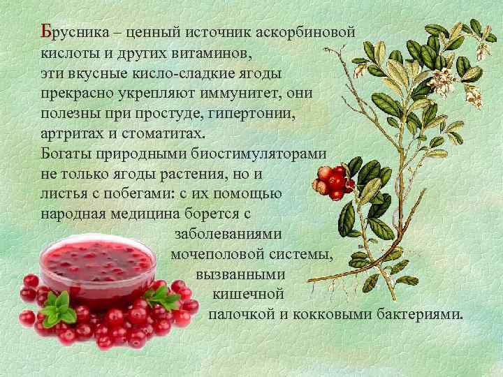 Брусника – ценный источник аскорбиновой кислоты и других витаминов, эти вкусные кисло-сладкие ягоды прекрасно