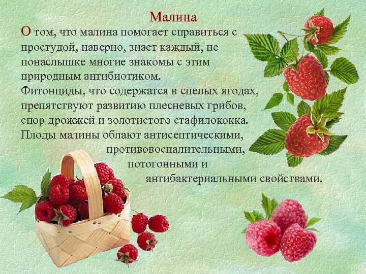 Малина О том, что малина помогает справиться с простудой, наверно, знает каждый, не понаслышке