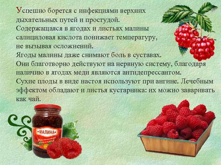 Успешно борется с инфекциями верхних дыхательных путей и простудой. Содержащаяся в ягодах и листьях