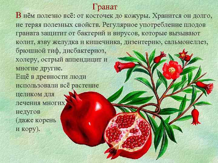 Гранат В нём полезно всё: от косточек до кожуры. Хранится он долго, не теряя