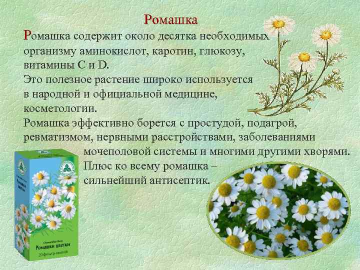 Ромашка содержит около десятка необходимых организму аминокислот, каротин, глюкозу, витамины С и D. Это