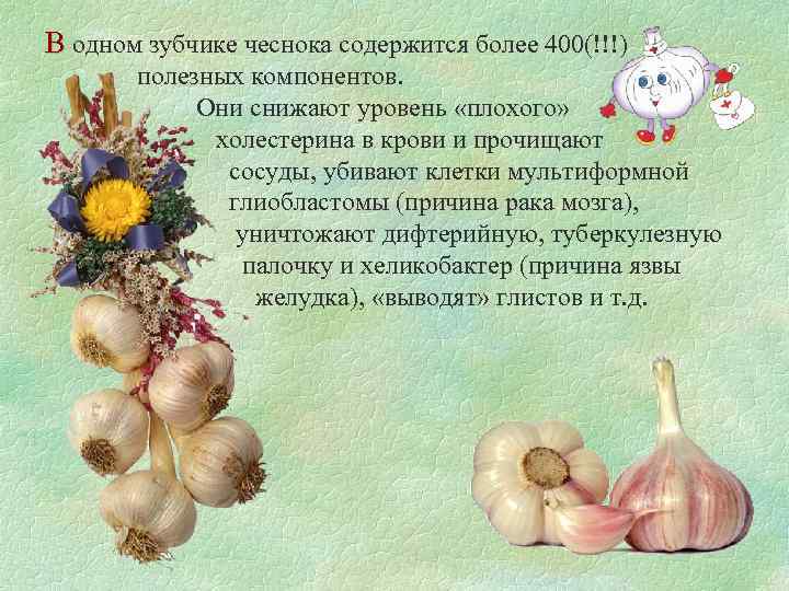 В одном зубчике чеснока содержится более 400(!!!) полезных компонентов. Они снижают уровень «плохого» холестерина